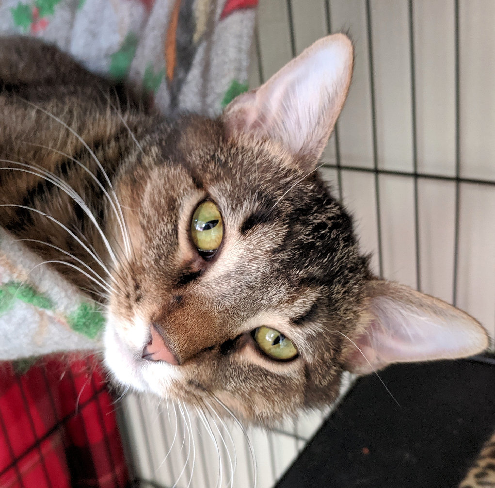 River, an adoptable Domestic Short Hair, Tabby in Cincinnati, OH, 45227 | Photo Image 3