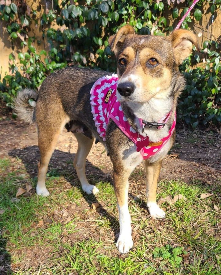 Dog for adoption - TRIXIE, a Chihuahua & Border Collie Mix in Grand