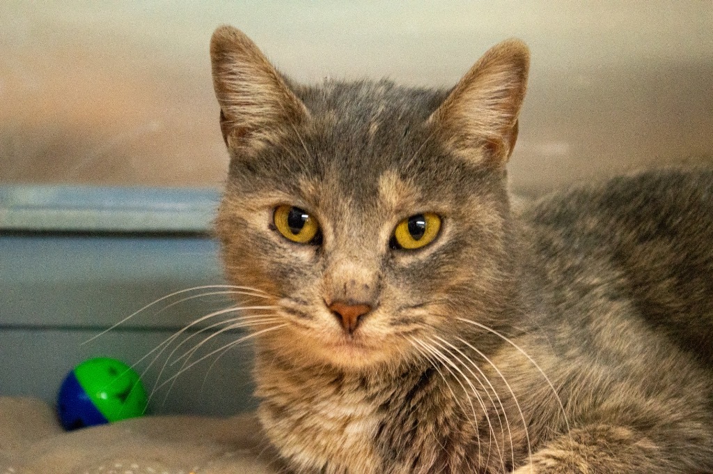 Antoinette, an adoptable Domestic Short Hair in Portland, IN, 47371 | Photo Image 1