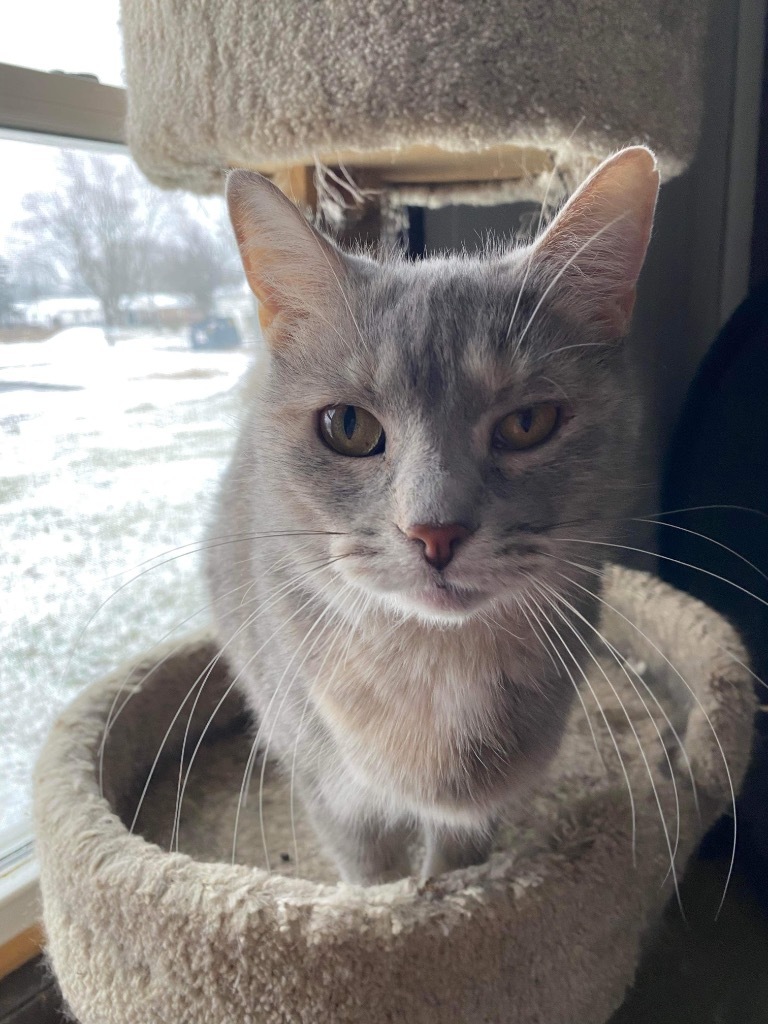 Antoinette, an adoptable Domestic Short Hair in Portland, IN, 47371 | Photo Image 2