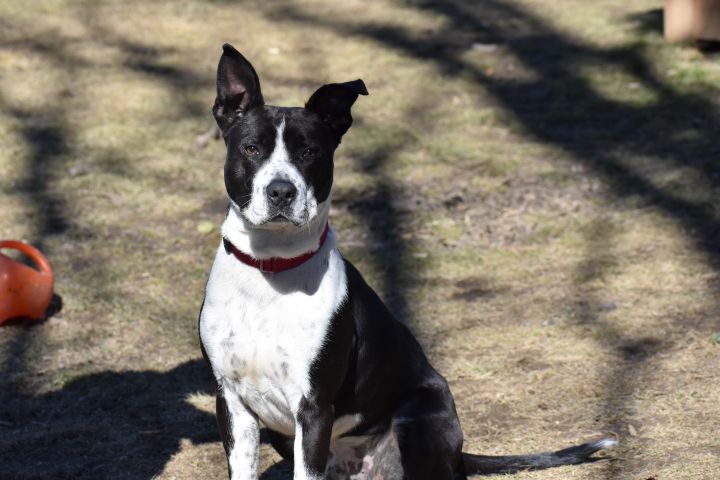 Rudy, an adopted Boston Terrier & Pit Bull Terrier Mix in Brewster , NY_image-2