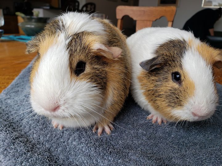 Guinea pigs near store me