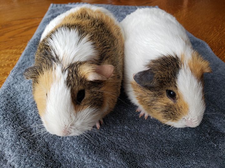 Anyone in greater Seattle area looking to adopt a sad Guinea pig