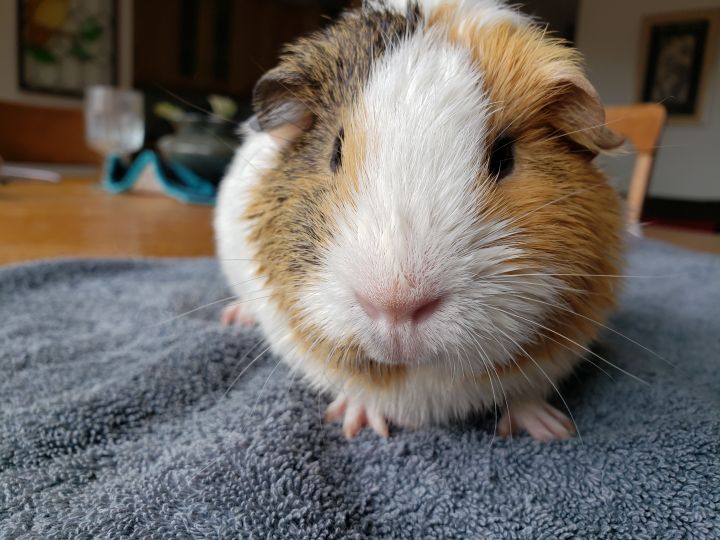 Bubble and Squeak, an adoptable Guinea Pig in Brooklyn, NY_image-6