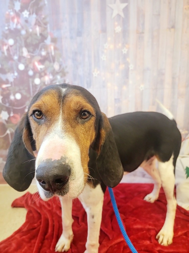 Nicholas, an adoptable Treeing Walker Coonhound in Sprakers, NY, 12166 | Photo Image 1