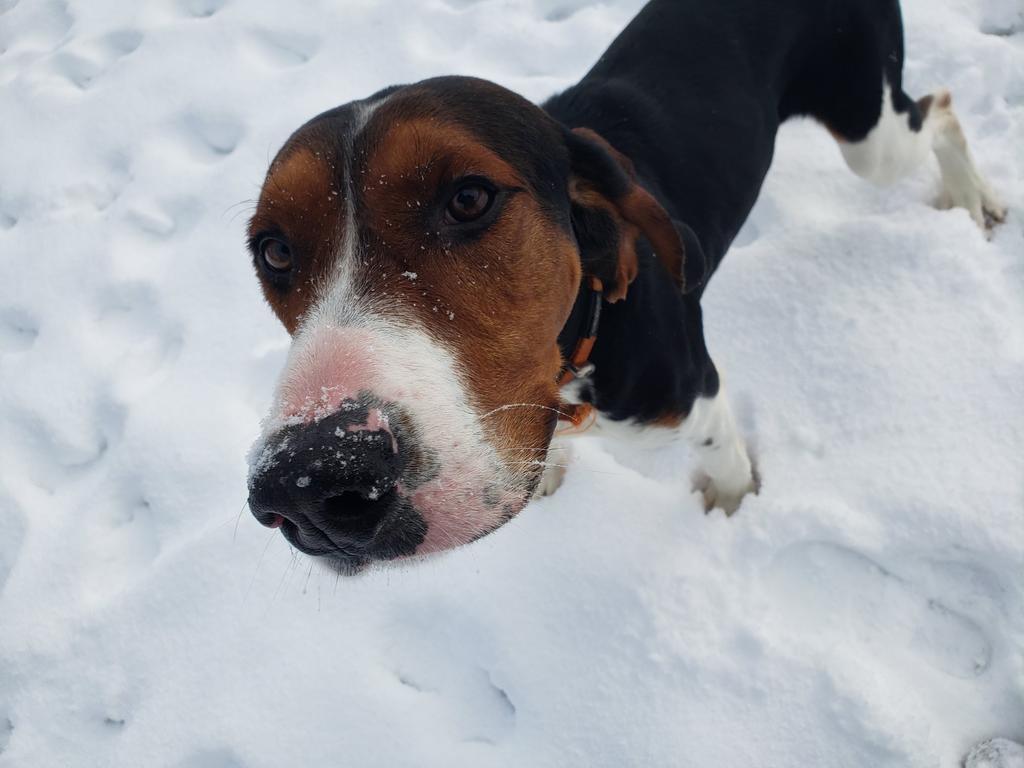 Nicholas, an adoptable Treeing Walker Coonhound in Sprakers, NY, 12166 | Photo Image 2