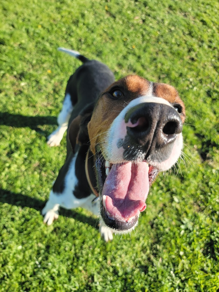 Nicholas, an adoptable Treeing Walker Coonhound in Sprakers, NY, 12166 | Photo Image 3