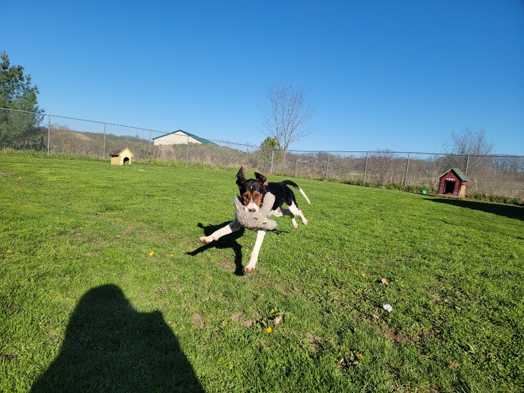 Nicholas, an adoptable Treeing Walker Coonhound in Sprakers, NY, 12166 | Photo Image 4