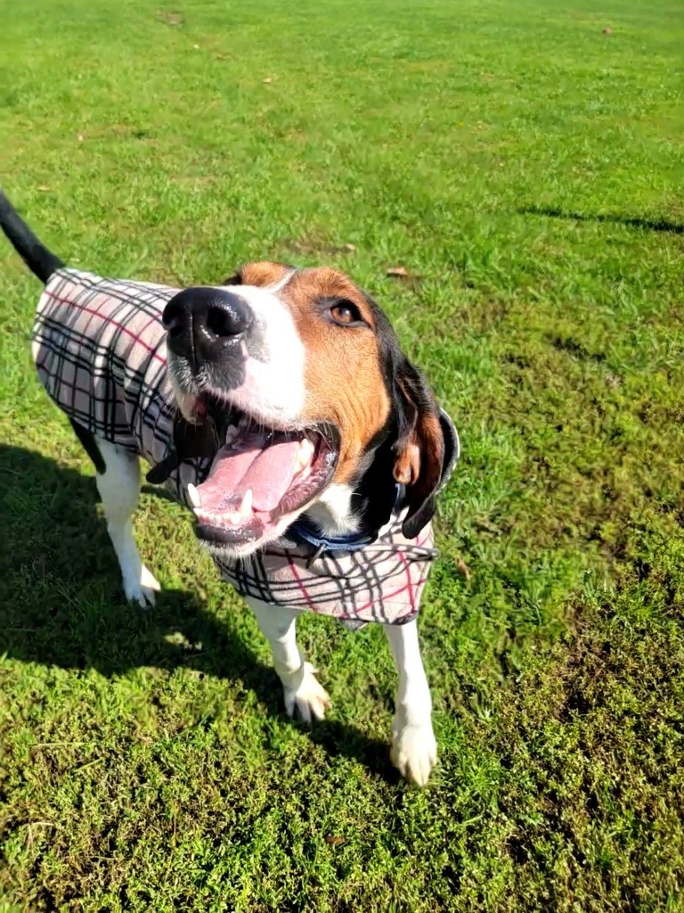 Nicholas, an adoptable Treeing Walker Coonhound in Sprakers, NY, 12166 | Photo Image 5