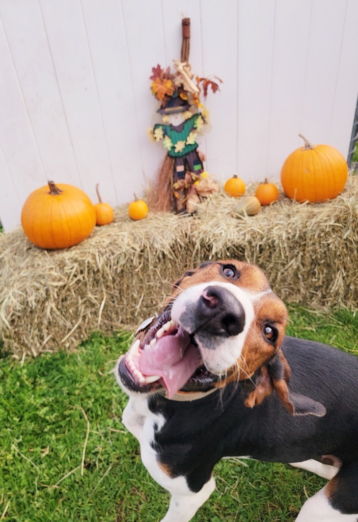 Nicholas, an adoptable Treeing Walker Coonhound in Sprakers, NY, 12166 | Photo Image 6