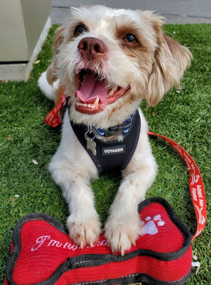 Tobias, an adopted Lhasa Apso in Glendale, NY_image-1