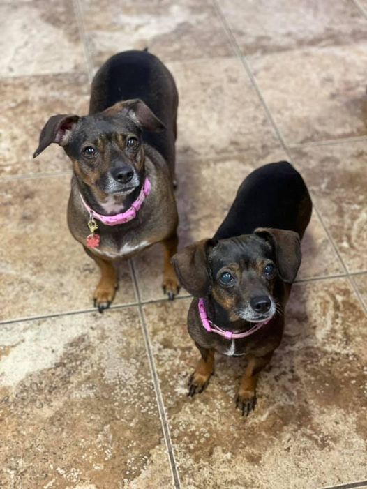 Darla & Letty, an adopted Dachshund Mix in Verplanck, NY_image-4