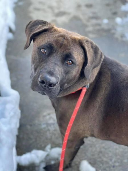 Zeke, an adopted Pit Bull Terrier & Labrador Retriever Mix in Verplanck, NY_image-3