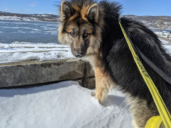 Gomer, an adopted Chow Chow & Shepherd Mix in Verplanck, NY_image-4