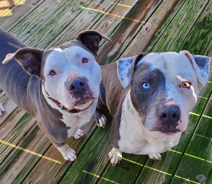 Lalya & Tat, an adopted Pit Bull Terrier Mix in Verplanck, NY_image-2