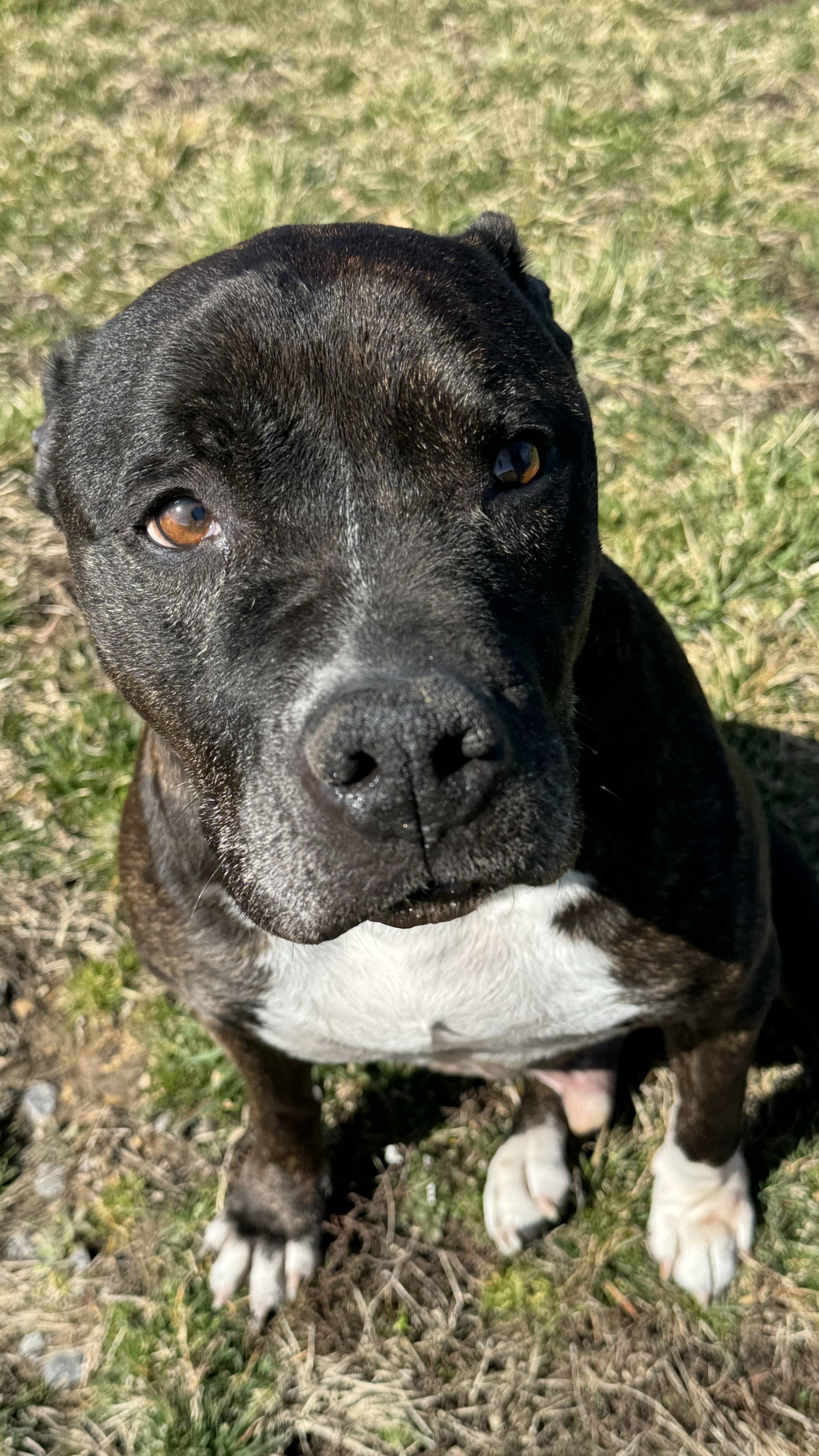 Tommy, an adoptable Pit Bull Terrier in Columbia, MD, 21044 | Photo Image 1