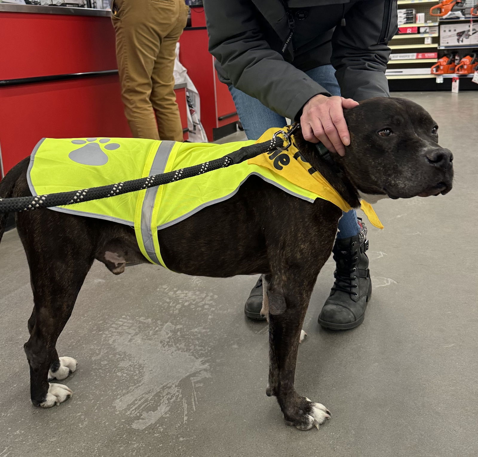 Tommy, an adoptable Pit Bull Terrier in Columbia, MD, 21044 | Photo Image 2