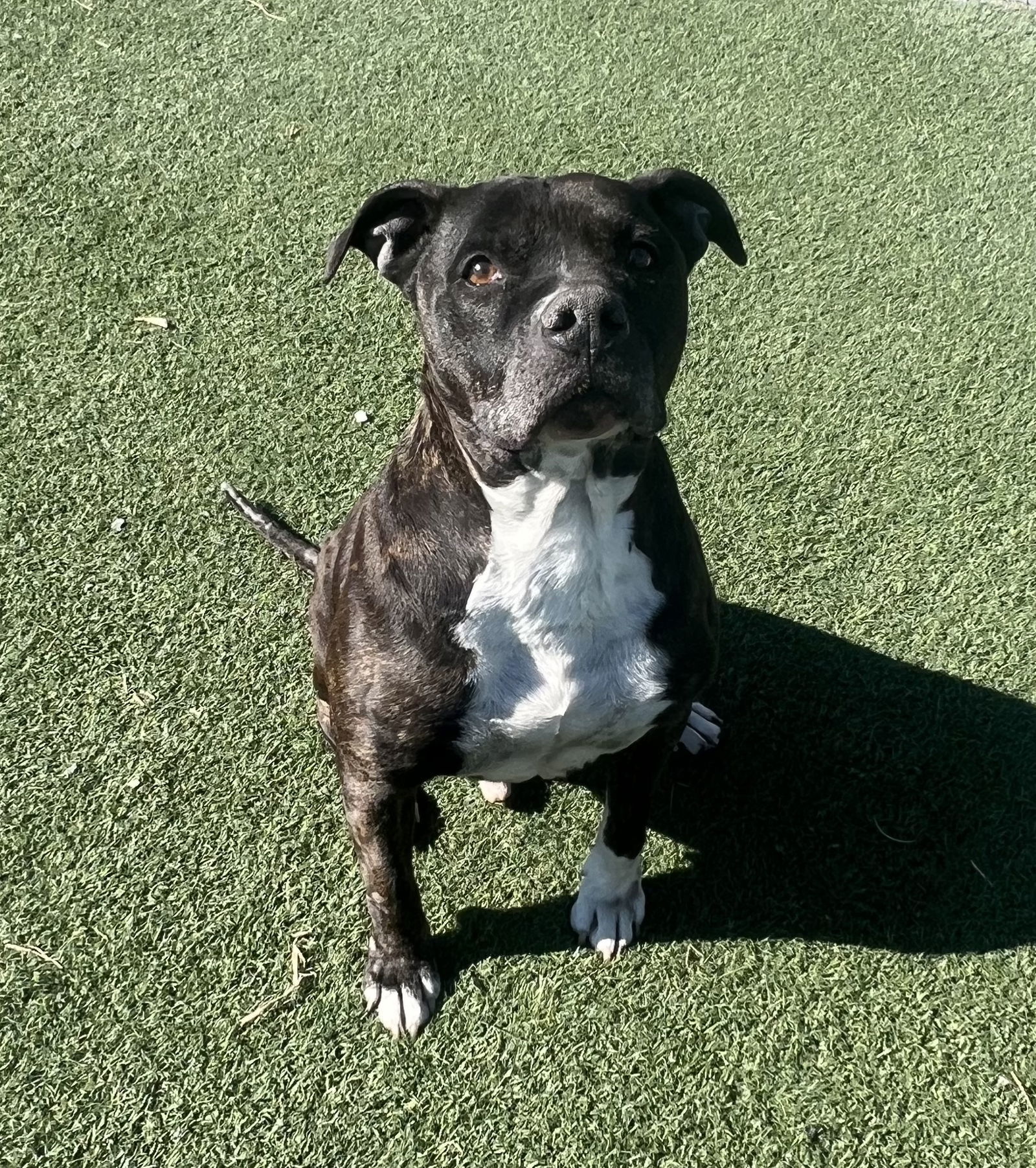 Tommy, an adoptable Pit Bull Terrier in Columbia, MD, 21044 | Photo Image 3