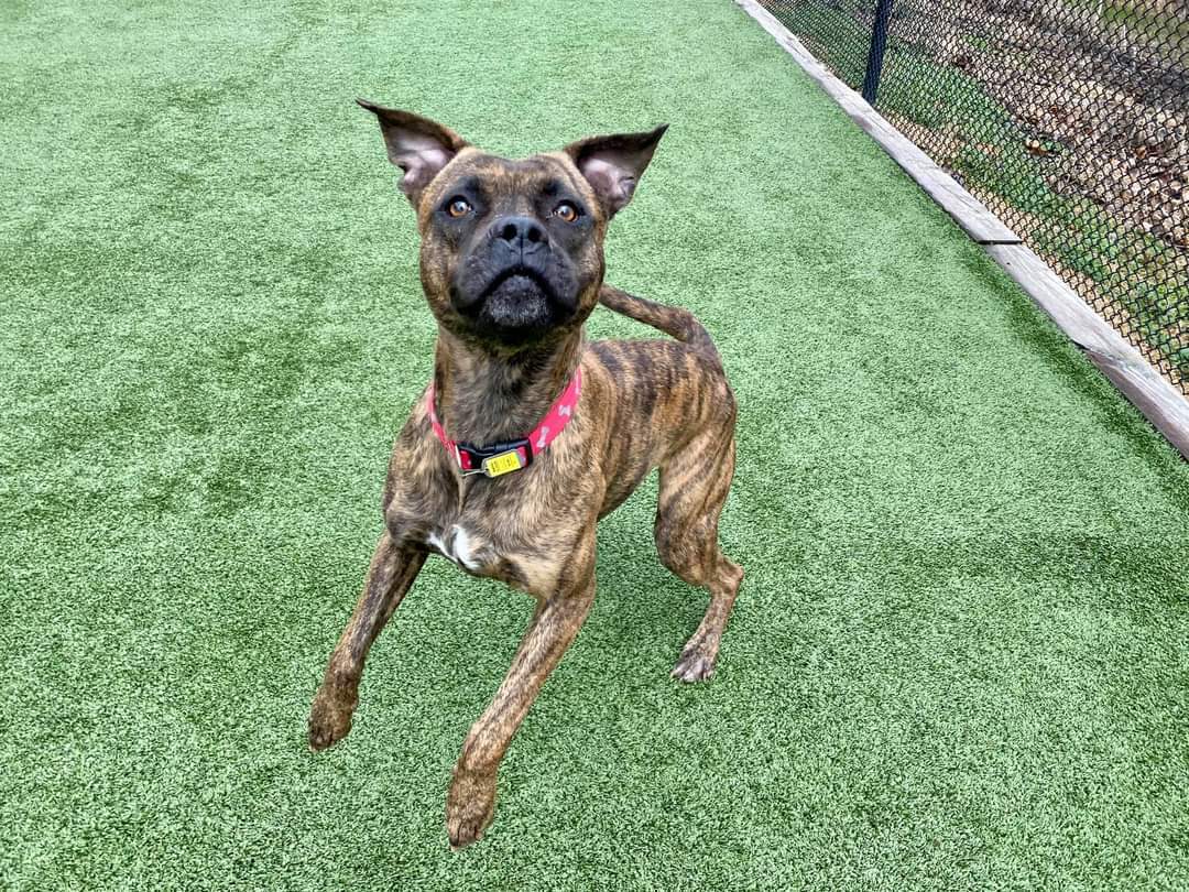 Martika, an adoptable Boxer in Pacific, MO, 63069 | Photo Image 4