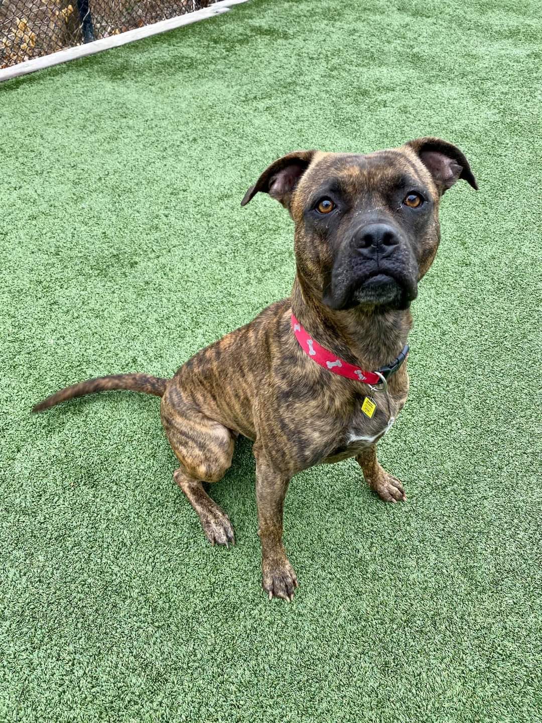 Martika, an adoptable Boxer in Pacific, MO, 63069 | Photo Image 5