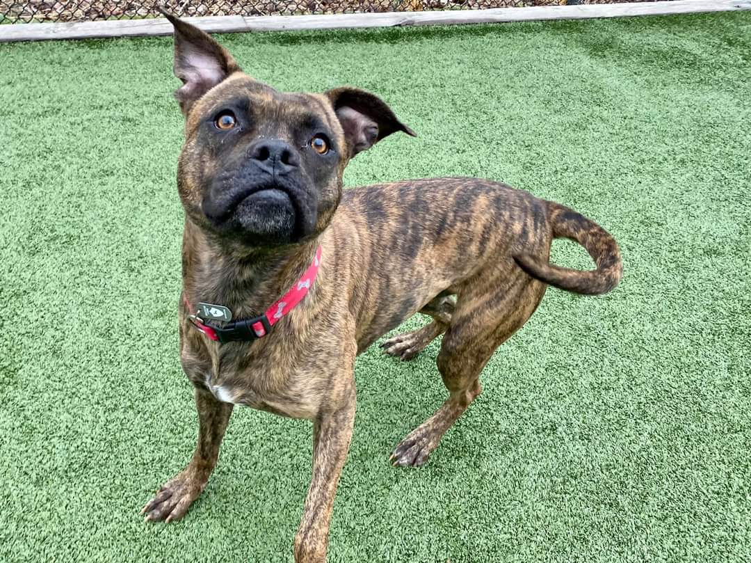 Martika, an adoptable Boxer in Pacific, MO, 63069 | Photo Image 1