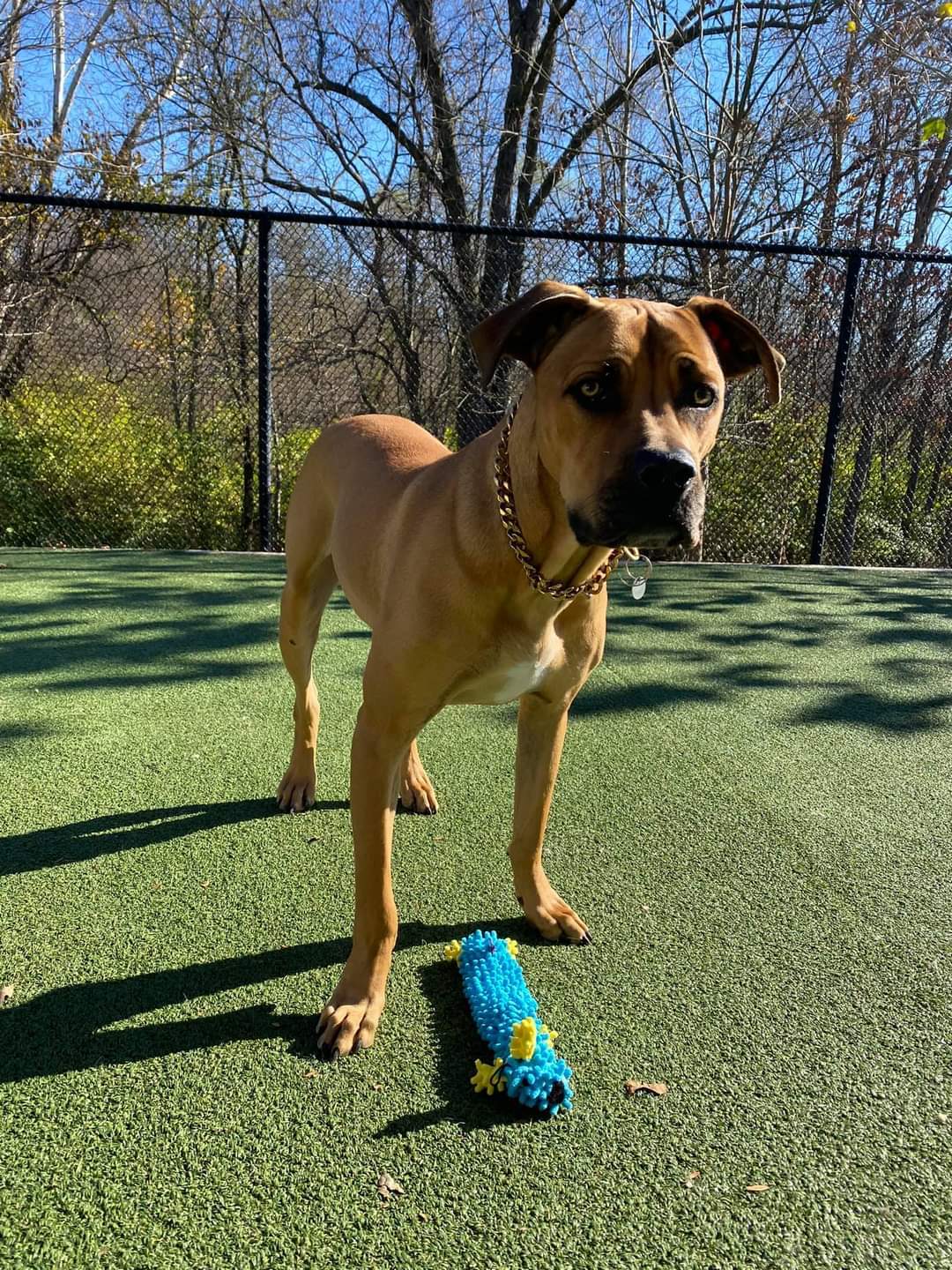 Dog for adoption - Hulk, a Boerboel Mix in Pacific, MO | Petfinder