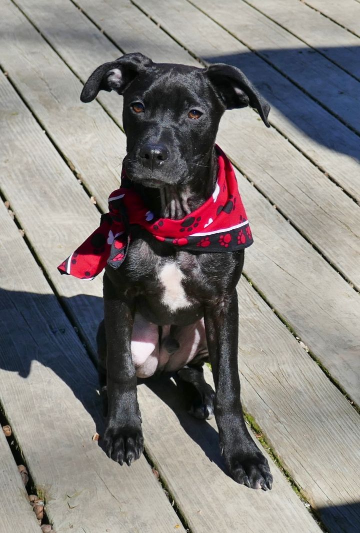 Chai, an adopted Labrador Retriever & Terrier Mix in Helena, AL_image-3