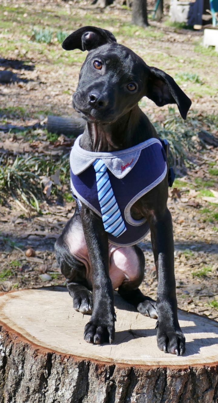 Chai, an adopted Labrador Retriever & Terrier Mix in Helena, AL_image-6