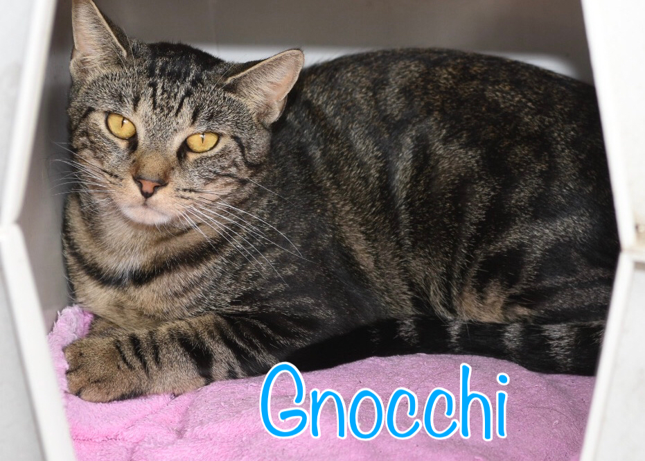 Gnocchi, an adoptable Domestic Short Hair, Tiger in Little Falls, NY, 13365 | Photo Image 1