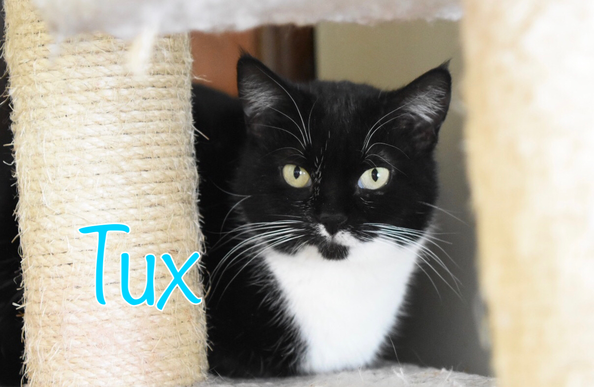 Tux, an adoptable Domestic Short Hair in Little Falls, NY, 13365 | Photo Image 1