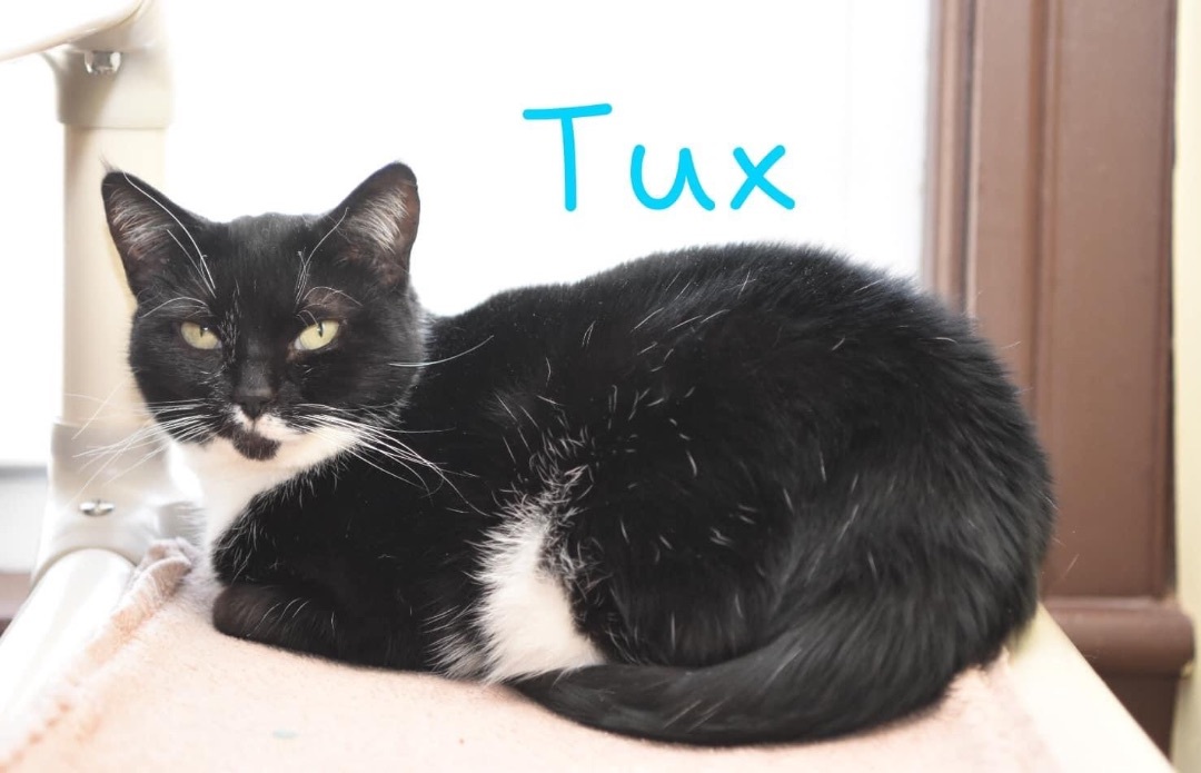 Tux, an adoptable Domestic Short Hair in Little Falls, NY, 13365 | Photo Image 2