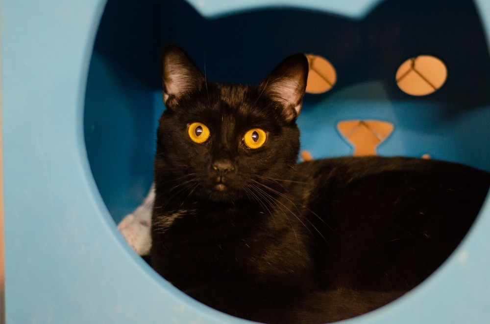 Raven (BONDED PAIR), an adoptable Domestic Short Hair in Bolton, CT, 06043 | Photo Image 2