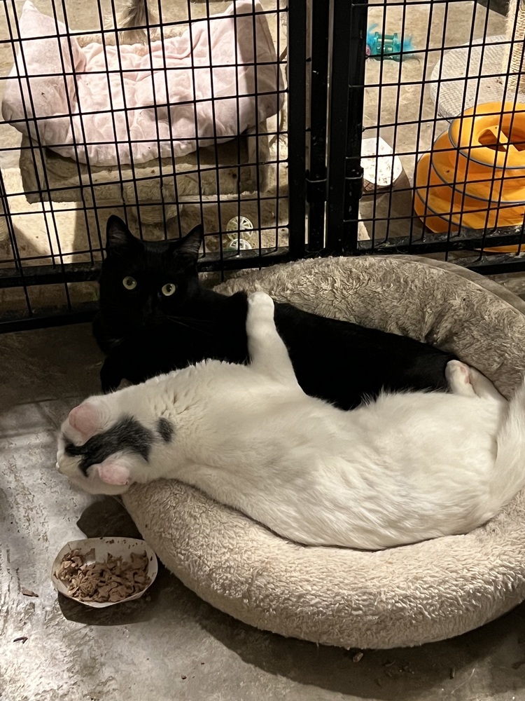 Raven (BONDED PAIR), an adoptable Domestic Short Hair in Bolton, CT, 06043 | Photo Image 5