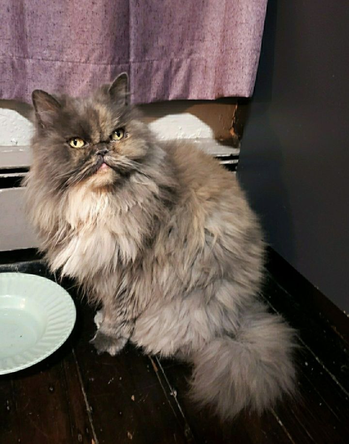 Blue, an adopted Persian in Closter, NJ_image-2