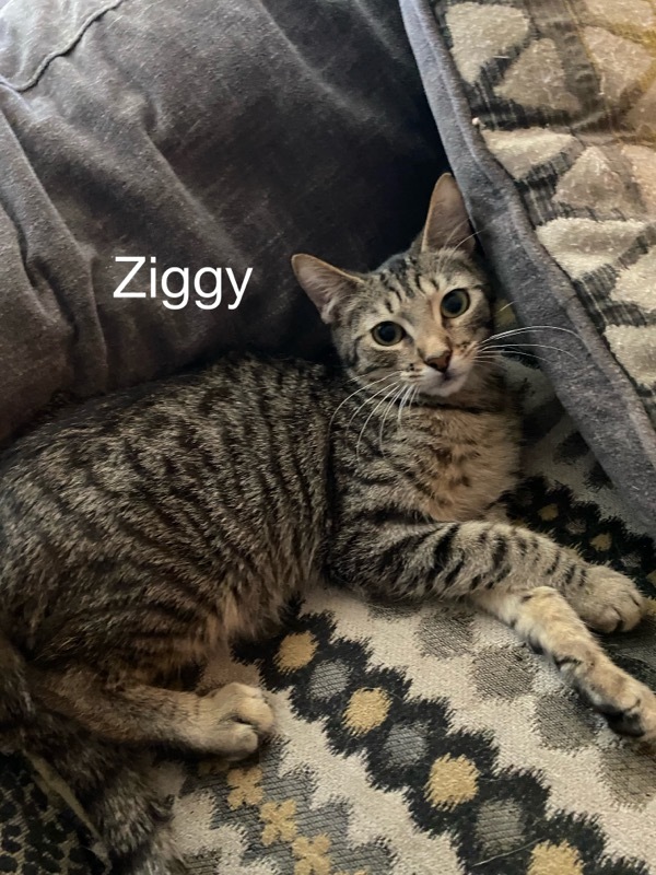 Ziggy 2