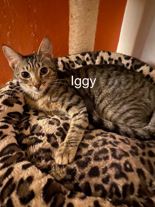 Iggy, an adopted Tabby & Domestic Short Hair Mix in Miami, FL_image-1