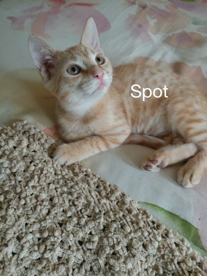 Spot 1