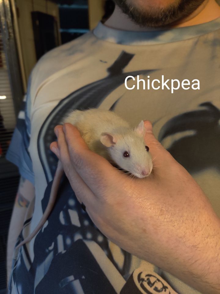 Chickpea 1