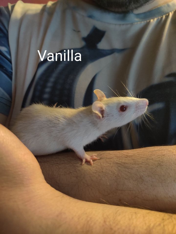 Vanilla 1