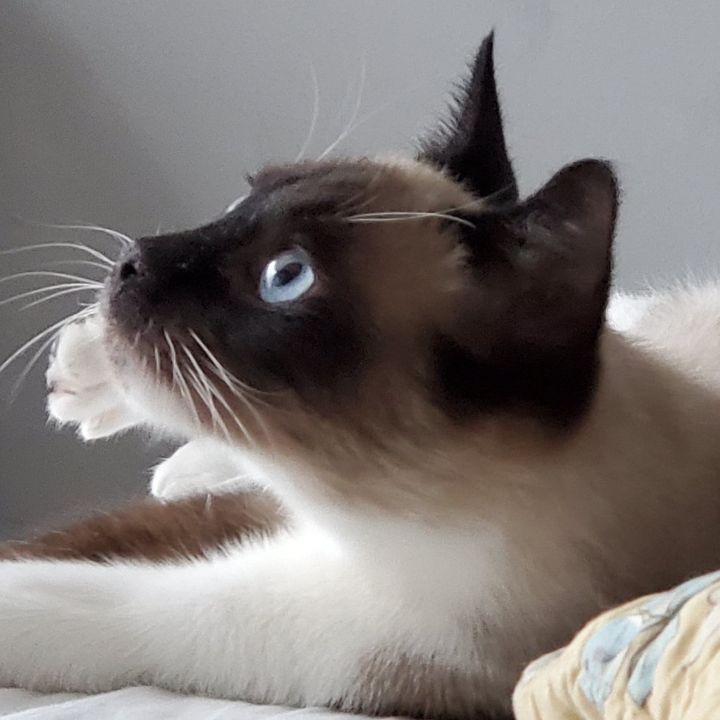 Brock - Spirit Kitty, an adopted Siamese & Snowshoe Mix in Forest Hills, NY_image-2