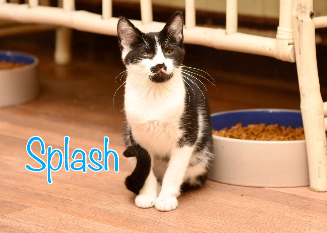 Splash, an adoptable Domestic Short Hair in Little Falls, NY, 13365 | Photo Image 2