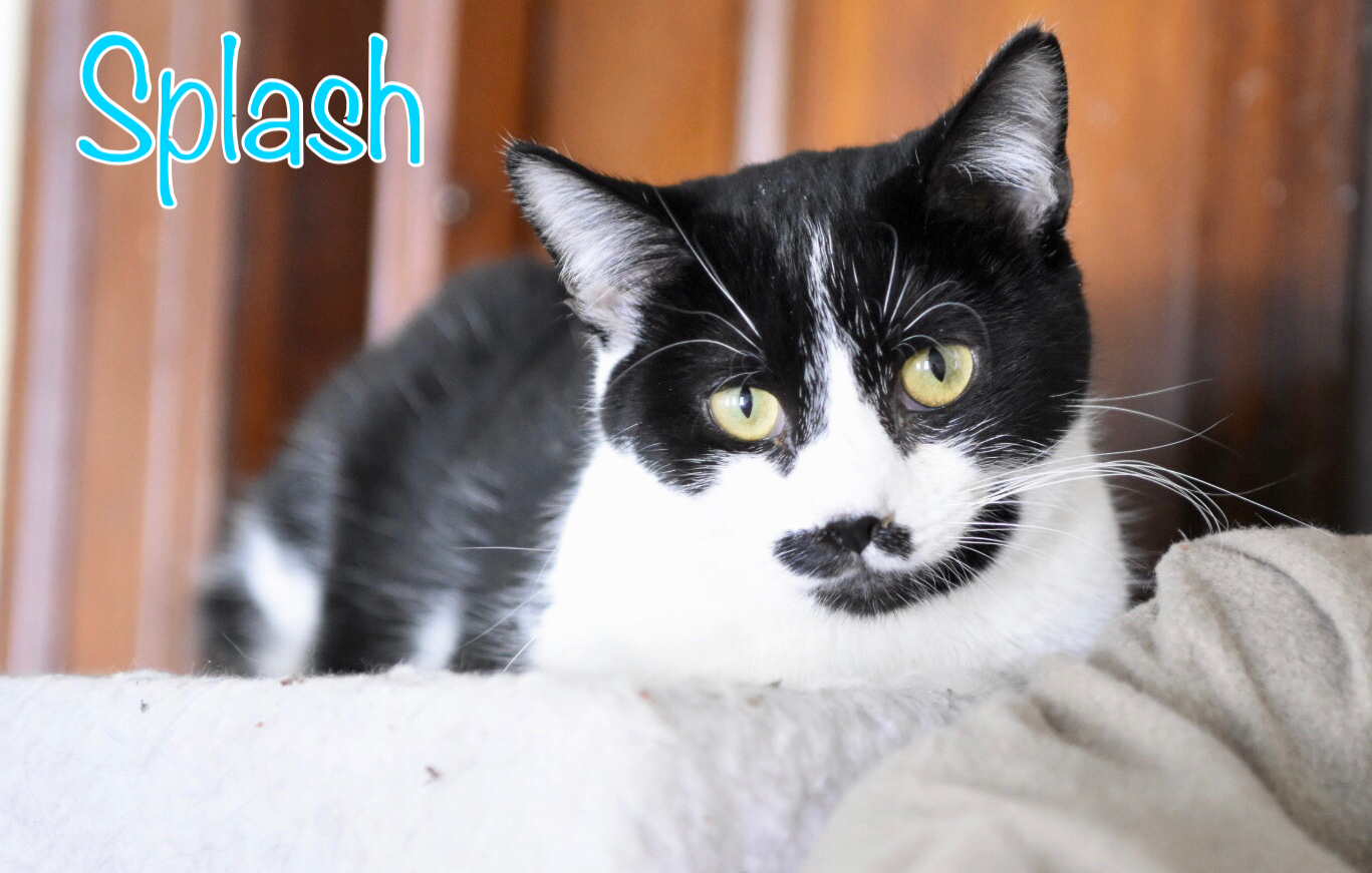Splash, an adoptable Domestic Short Hair in Little Falls, NY, 13365 | Photo Image 3