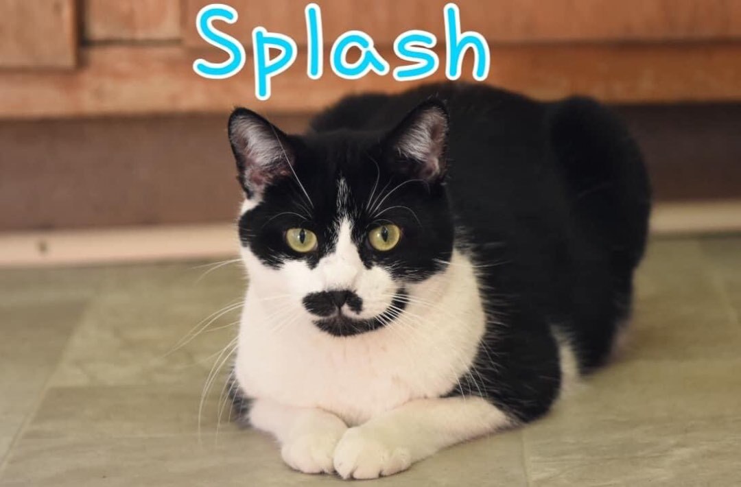 Splash, an adoptable Domestic Short Hair in Little Falls, NY, 13365 | Photo Image 1