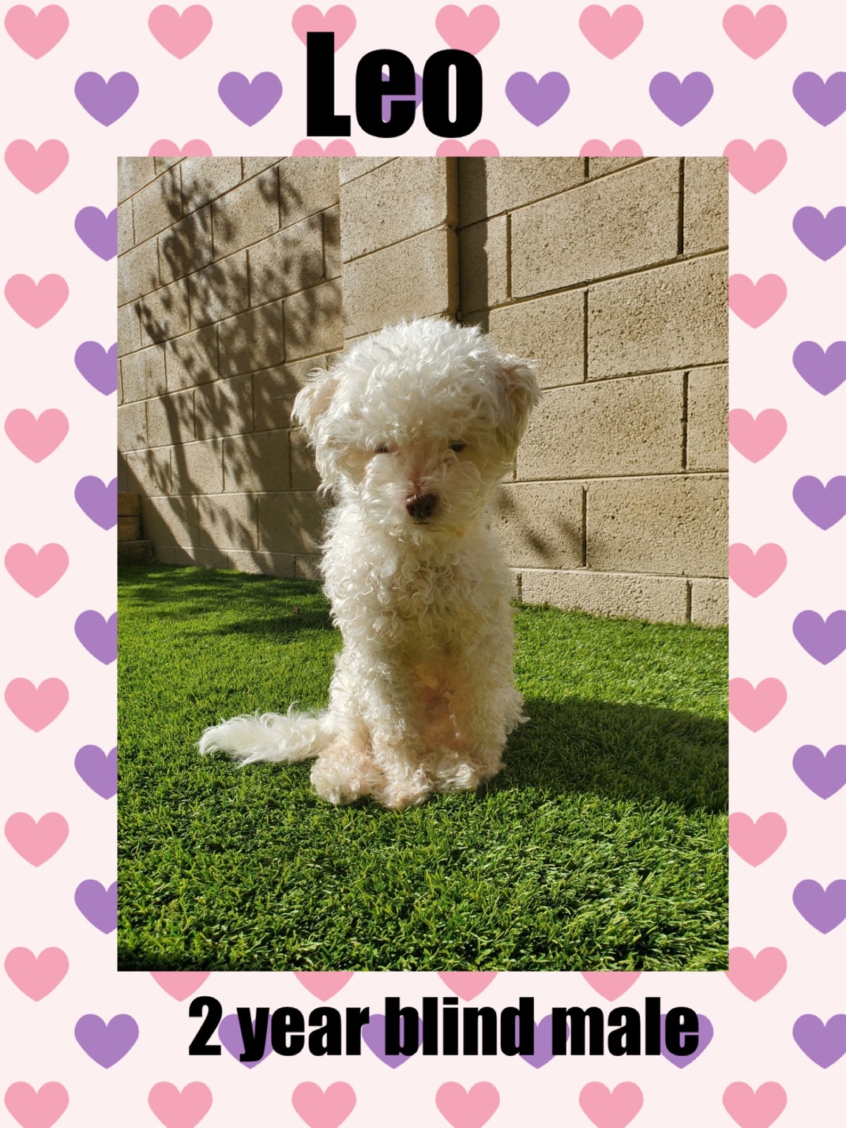Leo 2 Year Blind Poodle Male With Neurological Issues Valley Fever Needs A Special Angel detail page