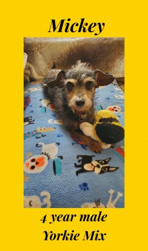 MICKEY - 4 YEAR YORKIE MIX MALE  IS TAKING MEDS FOR SEIZURES