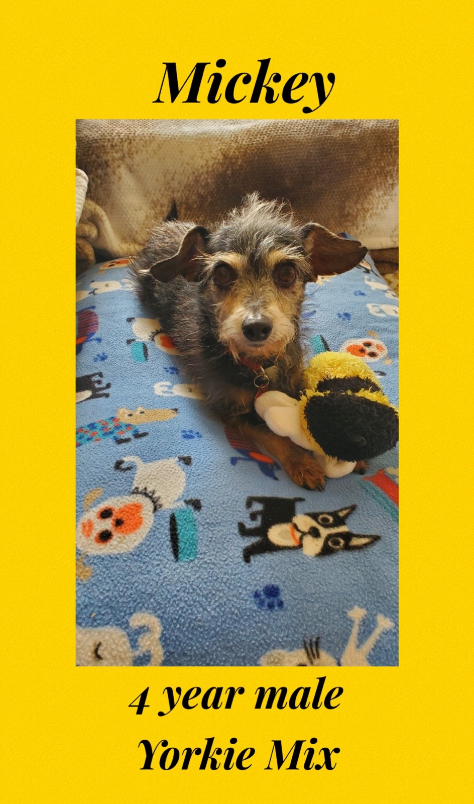 Mickey 4 Year Yorkie Mix Male Is Taking Meds For Seizures detail page