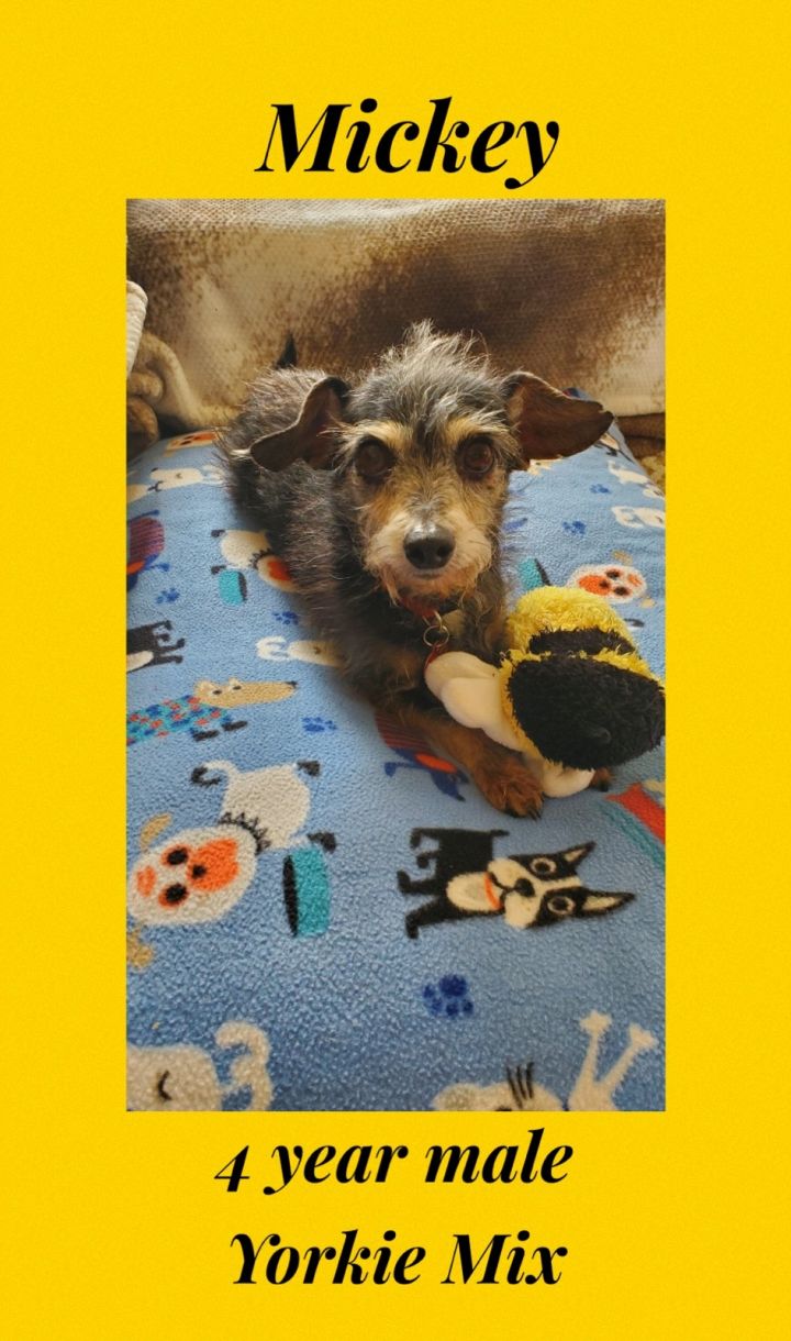 MICKEY - 4 YEAR YORKIE MIX MALE  IS TAKING MEDS FOR SEIZURES 1