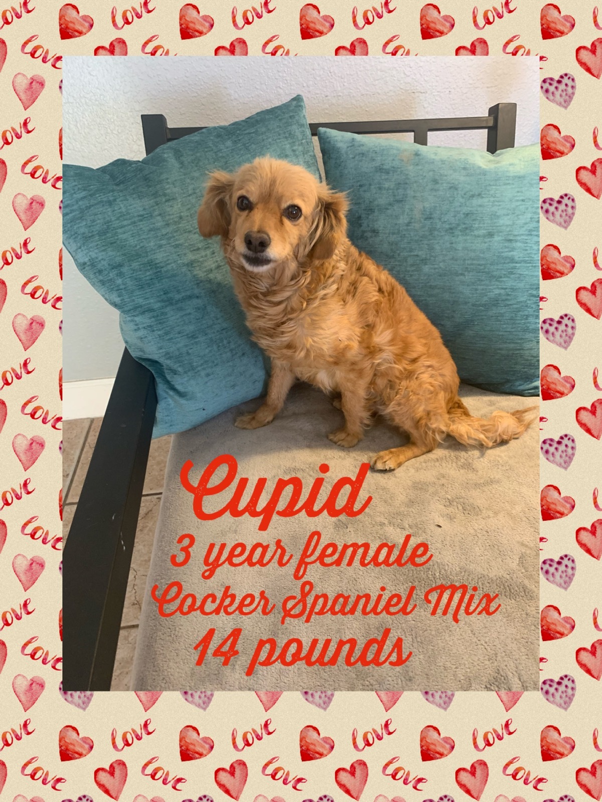 Cupid 3 Year Cocker Spaniel Mix Female detail page