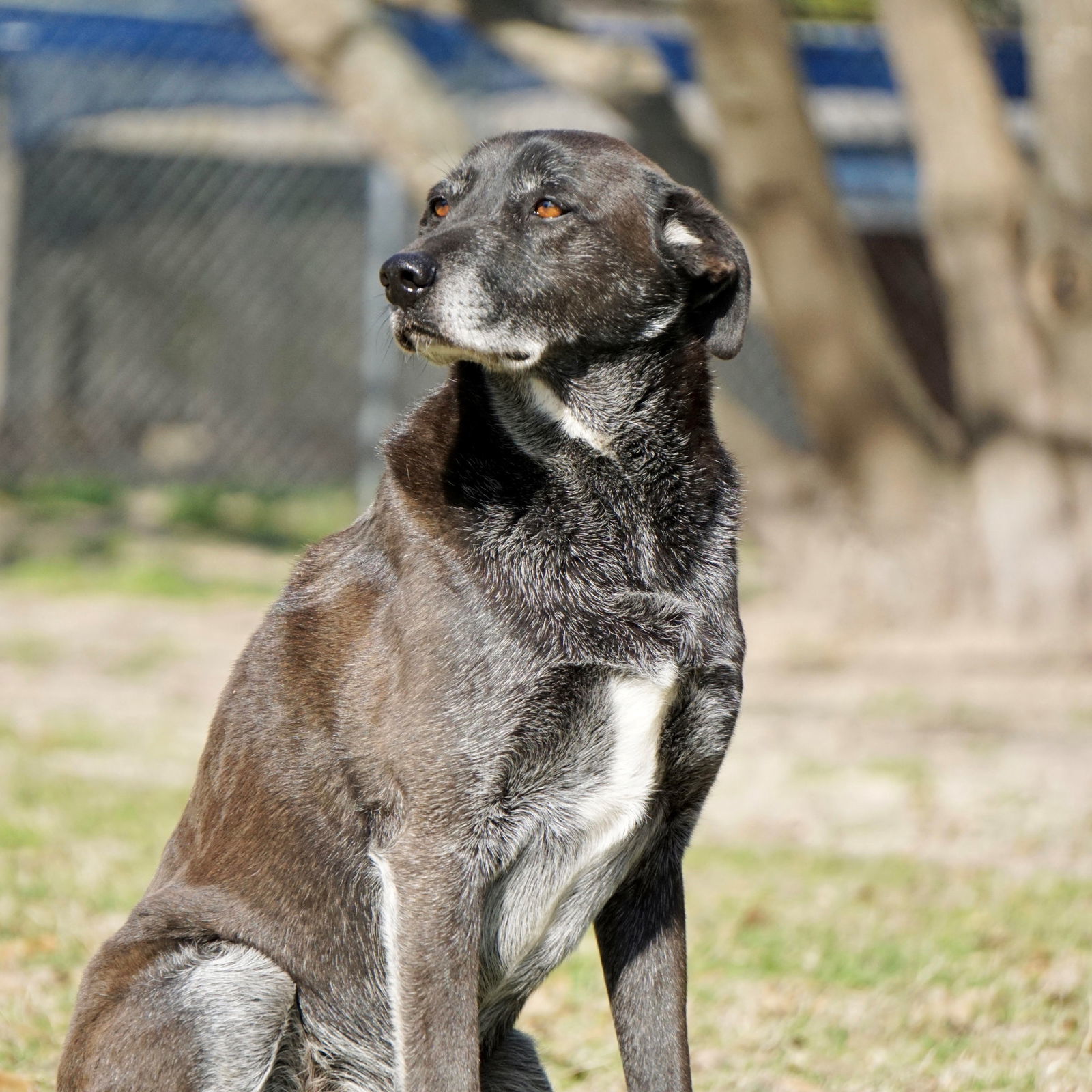 Banjo, an adoptable Border Collie in Gun Barrel City, TX, 75147 | Photo Image 1