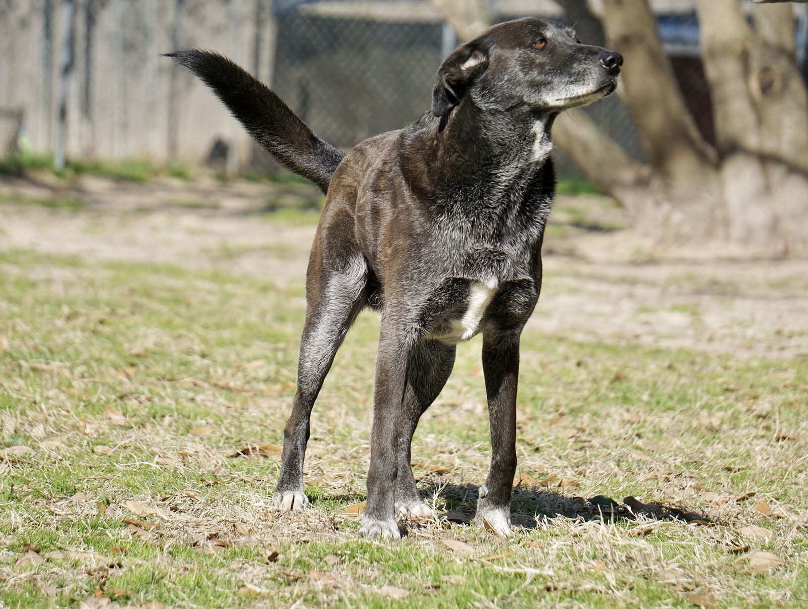 Banjo, an adoptable Border Collie in Gun Barrel City, TX, 75147 | Photo Image 2